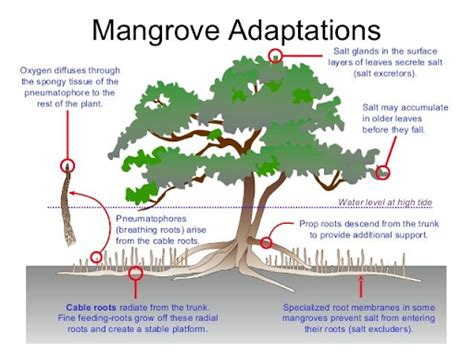 Mangroves - Officers Pulse