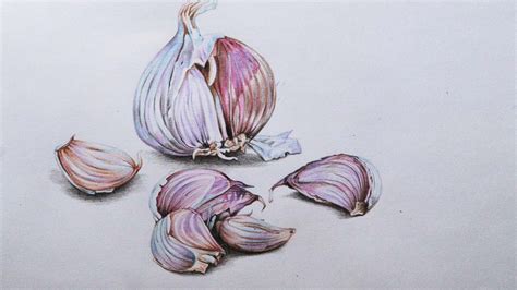 Garlic Drawing in Color Pencils | How to draw Garlic - YouTube