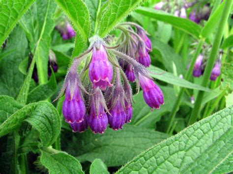 How to Grow and Care for a Comfrey - World of Flowering Plants