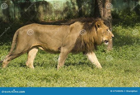 Asiatic Lion. Royalty-Free Stock Photo | CartoonDealer.com #88376139