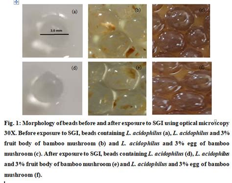 Characteristics Co-Encapsulation of Lactobacillus Acidophilus with Dictyophora Indusiata