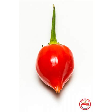 Naranga » Fatalii Seeds