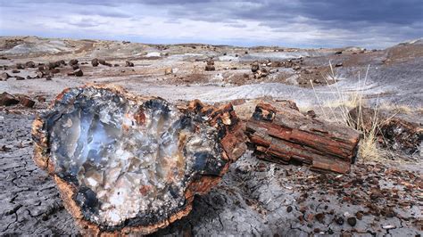 Petrified Forest National Park In Arizona Weather & Camping ⛺️