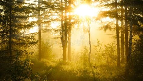 Sonnenaufgang Im Nebelhaften Wald Stockbild - Bild von nebel, phantasie ...