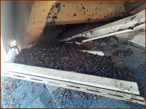 Bat Removal Solutions Bat Guano Cleanup, Wildlife Removal