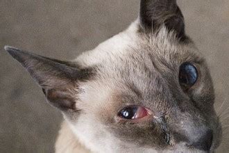 Cat Eye Infection Home Remedies, Causes, and Pictures | Dogs, Cats, Pets