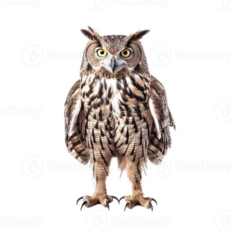 Owl aesthetic graphic art 24724949 PNG