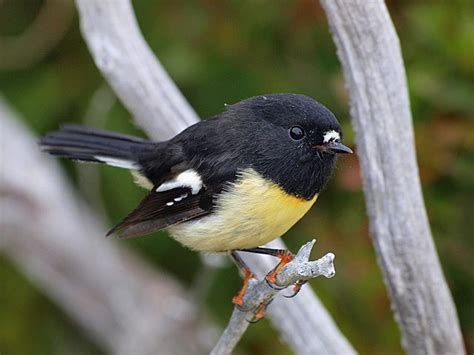 Hump Ridge Tomtit! They saved the Black Robbin from extinction (NZ) by sitting on their eggs ...