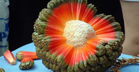 46 Of The World’s Weirdest Fruits And Vegetables | Bored Panda