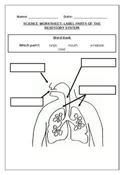 Science worksheets: Label parts of the respiratory system by Science Workshop