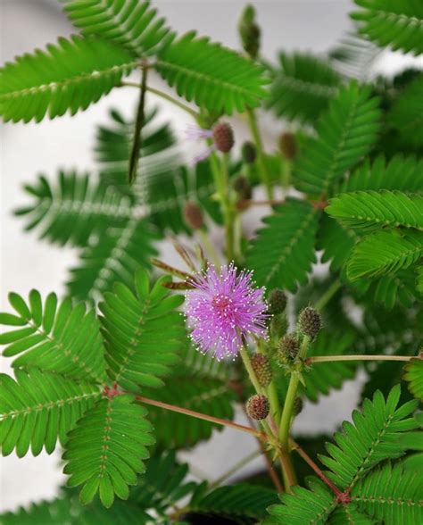 Touch Sensitive Plant Mimosa Pudica - Back Gardener