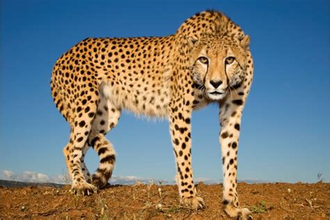 Conservation news on Cheetahs