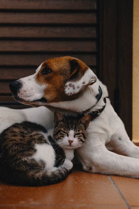 27 Cute Pictures of Cats and Dogs Living Together in Perfect Harmony