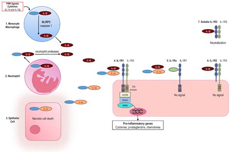 Colchicine Mechanism Of Action Pericarditis / The Use Of Colchicine In Pericardial Diseases ...