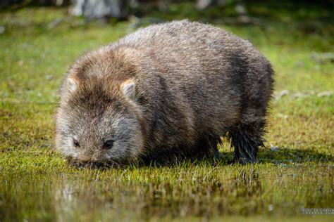 Wombat eating wet grass - Tasmania 360