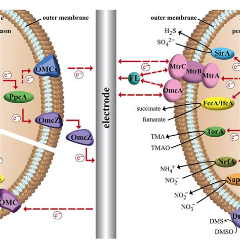 | Redox potentials of important redox reactions in electron transport... | Download Scientific ...