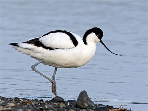 Bird Checklist of Lake Naivasha | Lake Naivasha | Kenya Birding Tours