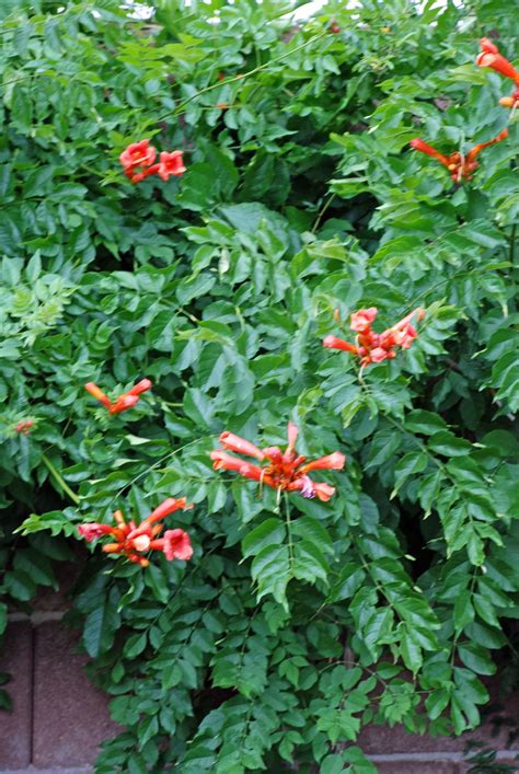 In a Desert Garden: The story of my Trumpet Vine – Campsis radicans ...