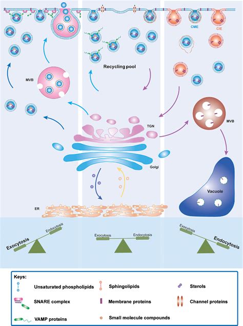 Exocytosis And Endocytosis