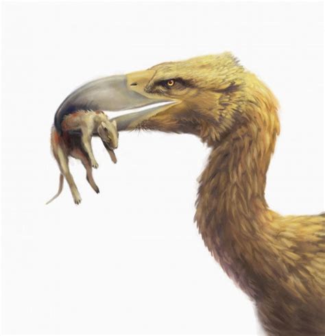 Absurd Creature of the Week: The Murderous 10-Foot-Tall Bird With a Beak Like a Pickax | WIRED