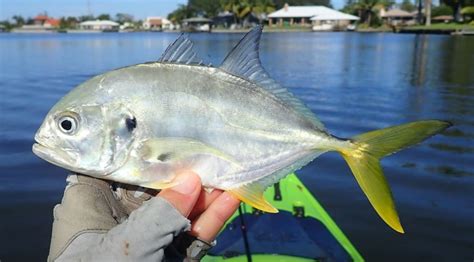 Crevalle Jack | Mexico – Fish, Birds, Crabs, Marine Life, Shells and Terrestrial Life