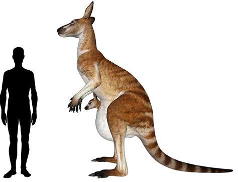 Discovering the world’s largest kangaroo – Part 2: In the lab – The Queensland Museum Network Blog