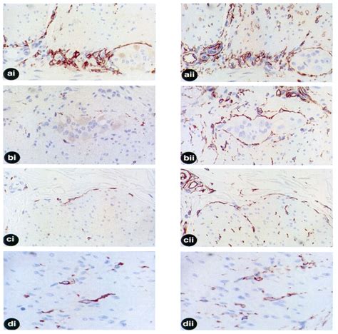 Interstitial Cells of Cajal as Precursors of Gastrointestina... : The ...