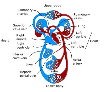 Cow Anatomy Circulatory System - All About Cow Photos