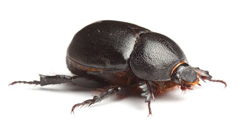 Dung Beetle Insect Facts | AZ Animals