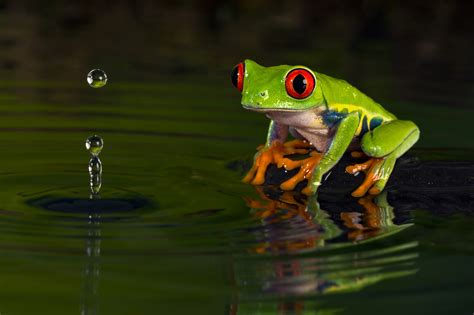 Download Amphibian Frog Red-eyed Tree Frog Animal Red-eyed Tree Frog 4k Ultra HD Wallpaper