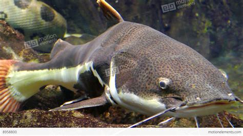 Free photo: Redtail Catfish - Catfish, Fish, Tank - Free Download - Jooinn