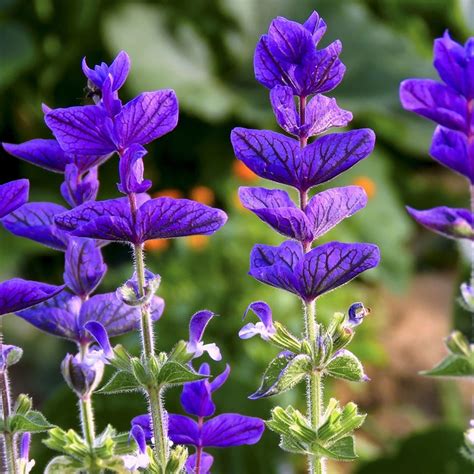 Buy annual clary (syn. blue-flowered) Salvia viridis 'Blue Monday'