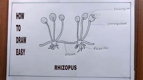 How To Draw Rhizopus/Diagram Of Rhizopus - YouTube