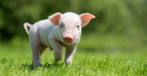 Baby Pig: 5 Piglet Pictures and 5 Facts - A-Z Animals