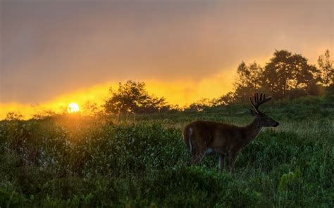 Fall Wallpaper with Deer - WallpaperSafari