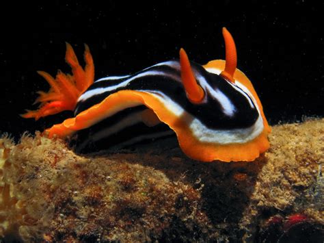 Sea Slug | Life of Sea