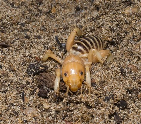 Jerusalem Cricket - Stock Image - C009/2658 - Science Photo Library