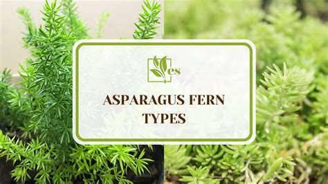 10 Asparagus Fern Types To Include in Your Garden Oasis - Evergreen Seeds