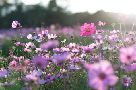 Cosmos Flower Meaning: What Makes This Flower So Special?