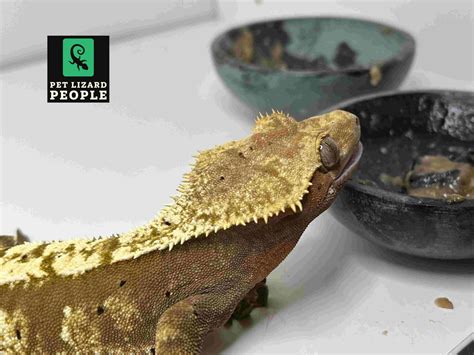 Crested Gecko Diet: An Overview & Guide To Feeding