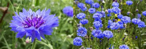 Guide to Identifying Blue Wildflowers in Georgia – Nature Blog Network