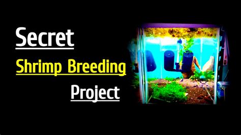 Secret Shrimp Breeding Project! - YouTube