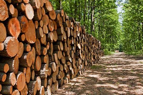 Logging Process Explained | Forestry BMPs - K&B Lumber