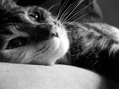 Free Images : black and white, girl, woman, animal, close up, human body, face, nose, whiskers ...