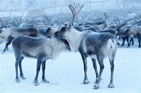 Reindeer Herders in the Russian Arctic - The Atlantic