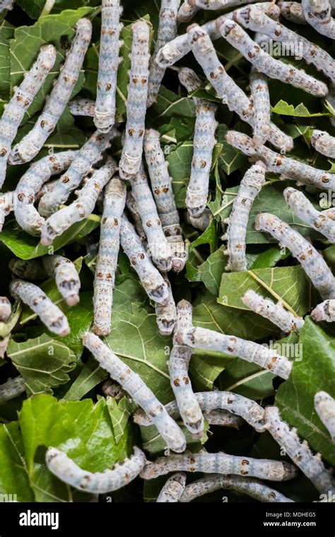 Silk worms at the Mulberry Silk Farm, Ban Li; Xiangkhouang, Laos Stock ...