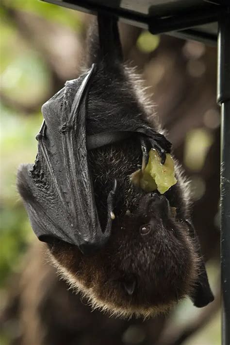 Rodrigues Fruit Bat | The Animal Facts | Appearance, Habitat, Diet