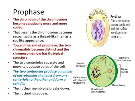 Prophase 1 Meiosis Definition - DEFINITION KLW