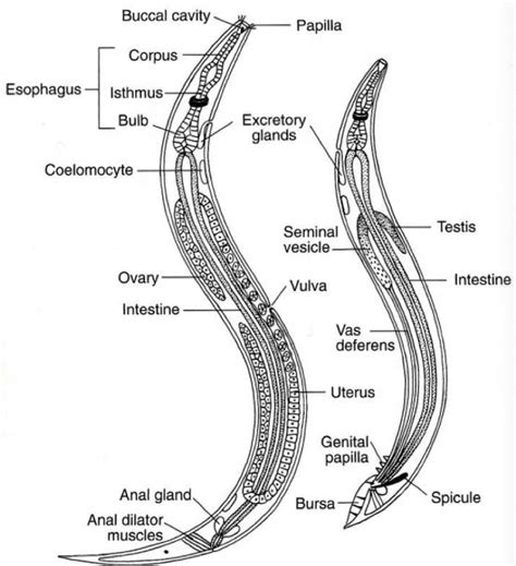 Pin de aaron prim en Phylum Nematode | Ciencias de la naturaleza, Ciencia, Parasitologia veterinaria