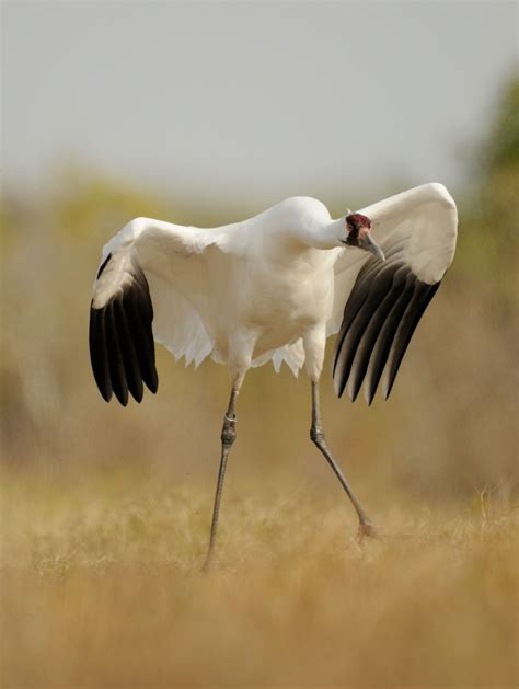 Picture of a whooping crane preparing to take off | Whooping crane, Beautiful birds butterflies ...